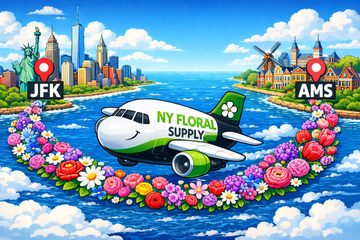 Cartoon airplane flying Dutch flower imports from Amsterdam (AMS) to New York (JFK) representing NY Floral Supply’s Dutch Direct wholesale flower program on Long Island.